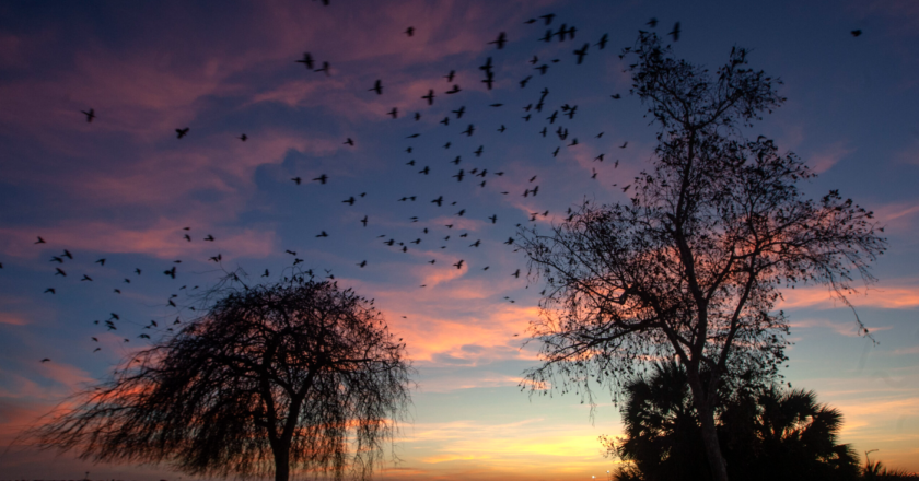 Songbirds, nightfall, and beautiful skies: Scientists study migration 2023