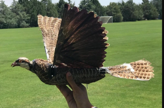 Researchers in the United States create taxidermy bird drones 2023