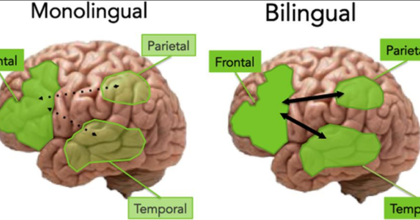 Bilingual brain alterations 2023