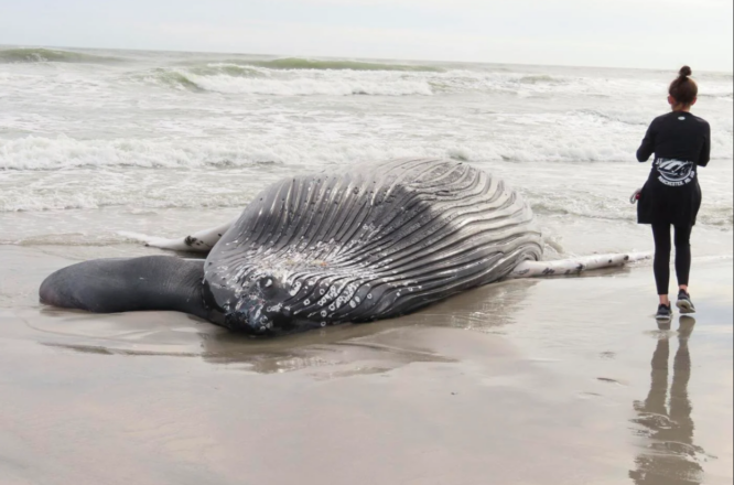 NJ lawmakers hold hearing on Jersey Shore whale, dolphin fatalities 2023