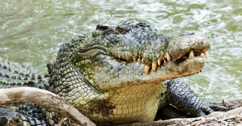 A man escapes a crocodile by removing its jaws. He survived a violent bite 2023