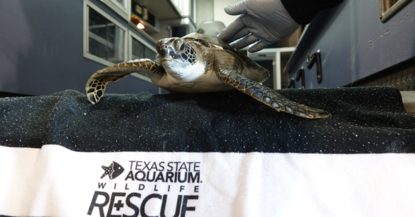 Texas aquarium rescues cold-stunned marine turtles 2023