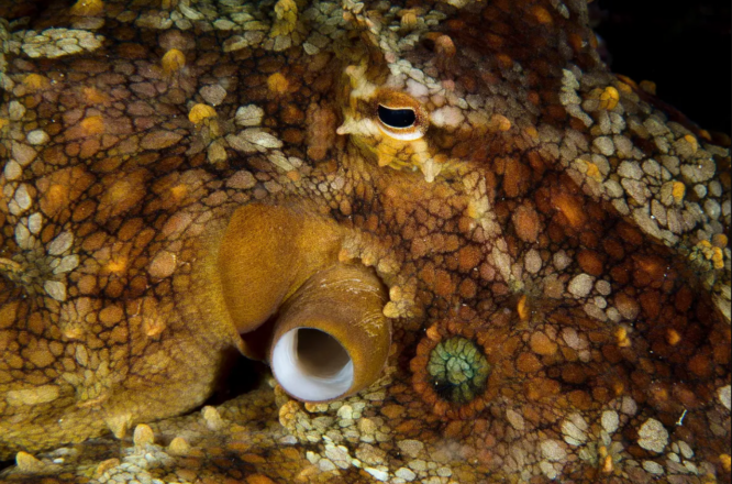 When octopuses are exposed to frigid water, the genes in their brains alter 2023