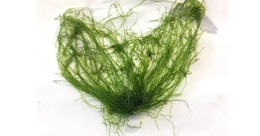 Gujarat scientists create biodegradable seaweed paper supercapacitor 2023