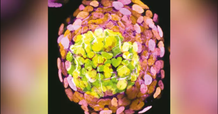 Scientists unveil human embryo lab models 2023